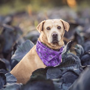 Stimmungsvolles Outdoor-Shooting am Niederrhein – Naturfotografie