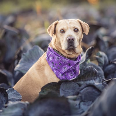Tierfoto von Aragon und Felix in Krefeld